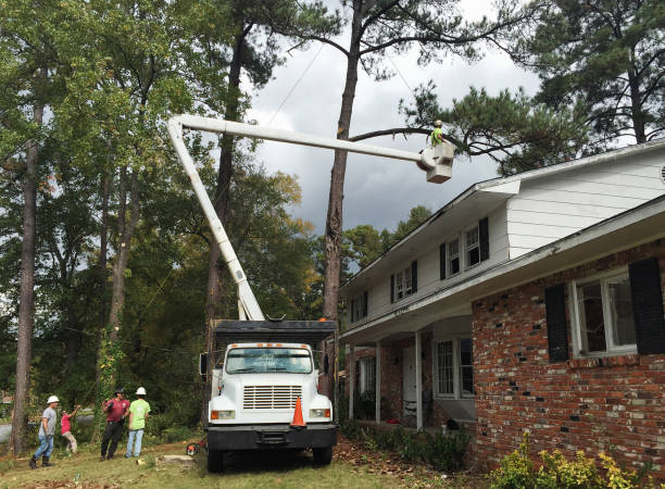 Best Palm Tree Trimming  in Pawnee, IL