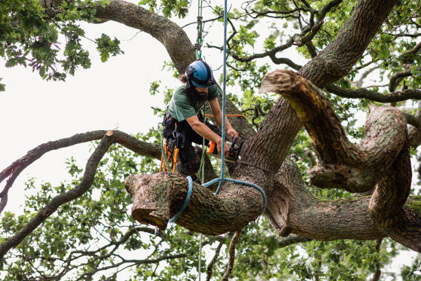 Leaf Removal in Pawnee, IL