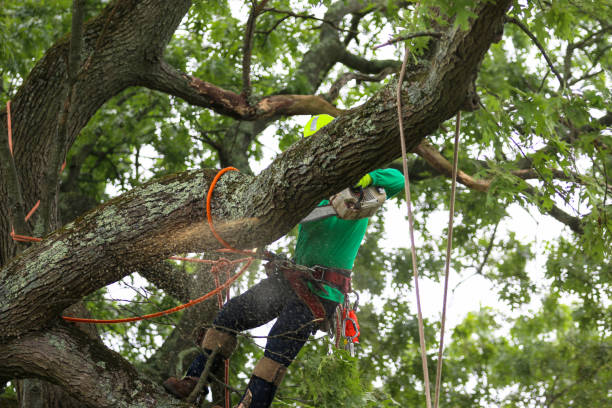 Best Lawn Dethatching  in Pawnee, IL