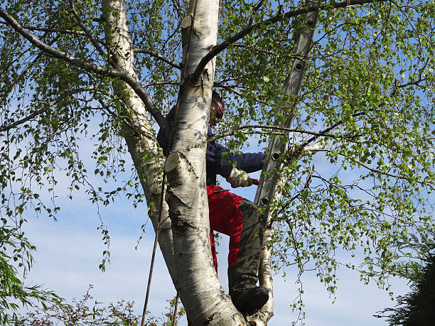 Trusted Pawnee, IL Tree Care Experts