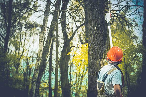 Best Tree Removal  in Pawnee, IL